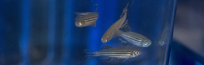 Zebrafish in a laboratory tank