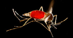 The Asian tiger mosquito (Aedes aegypti) can transmit various diseases, such as Yellow Fever and Dengue Fever. Scientists hope that genetically modified mosquitos will result in decimating the wild population and thus lower the risk of infections for human beings. The possible risks of such an elimination strategy, however, are not sufficiently known.