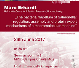BLSC - The bacterial flagellum of Salmonella: regulation, assembly and protein export mechanisms of a macromolecular machine