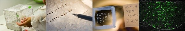 images kindly provided by Anopheles group at CNRS-INSERM images kindly provided by Anopheles group at CNRS-INSERM
