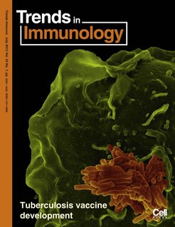 Makrophage mit Mycobacterium tuberculosis.Rasterelektronenmikroskopie
