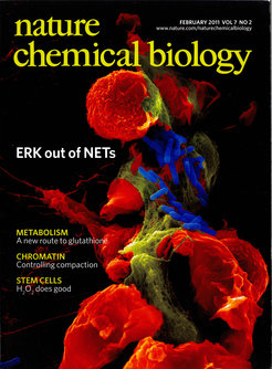 Neutrophile (rot), NETze (gelb), Shigellen (blau)Rasterelektronenmikroskopie