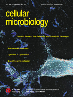 Helicobacter pylori auf Epithelzelle.Rasterelektronenmikroskopie