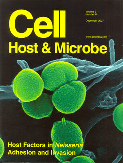 Neisseria gonorrhoeae (grün) auf Epithelzellen.Rasterelektronenmikroskopie