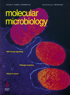 Helicobacter pylori on stomach epithelium.Ultrathin resin section transmission electron microscopy