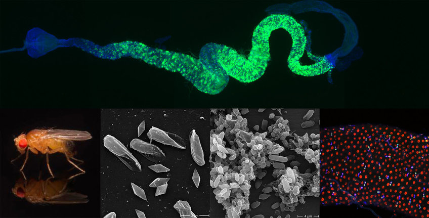 Genetics of Host-Microbe Interactions