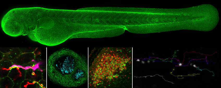 In vivo cell biology of infection