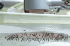 Mosquitoes are fed donated blood in the laboratory. The mosquitos use the nutrient-rich blood meal for their egg production - but malaria parasites are also the beneficiaries of this nutrient supply.