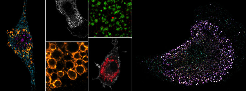 Innate Immune Regulation