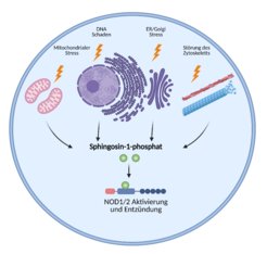 Zellulärer Stress induziert Entzündungsreaktionen; die genauen Mechanismen sind jedoch noch unbekannt. Wir zeigen, dass verschiedene Stimuli, darunter Störungen des Zytoskeletts, ER-Stress, Golgi-Stress, mitochondrialer Stress oder DNA-Schäden, alle in der Akkumulation des endogenen Lipidmetaboliten Sphingosin-1-Phosphat im Zytosol konvergieren. In der Folge bindet Sphingosin-1-Phosphat an NOD1/2 an und aktiviert es, was zu Entzündungsreaktionen führt.