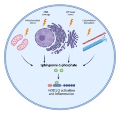 Cellular stress induces inflammatory responses; however precise mechanisms remain unknown. We show that various stimuli, including disruption of cytoskeleton, ER stress, Golgi stress, mitochondrial stress or DNA damage, all converge in the accumulation of the endogenous lipid metabolite sphingosine-1-phosphate in the cytosol. Subsequently, sphingosine-1-phosphate binds to and activates NOD1/2 resulting in inflammatory responses.
