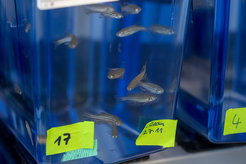 Im Jahr 2020 machten Zebrafische 13 Prozent der Tiere in der Forschung am MPIIB aus. Die kleinen Fische werden eingesetzt, um Tuberkulose zu untersuchen und neue Therapieansätze für den Menschen zu identifizieren.