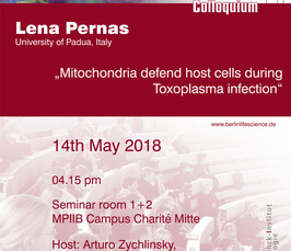 BLSC - Mitochondria defend host cells during Toxoplasma infection